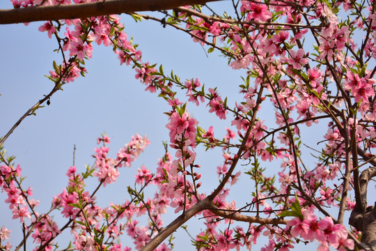 桃花树