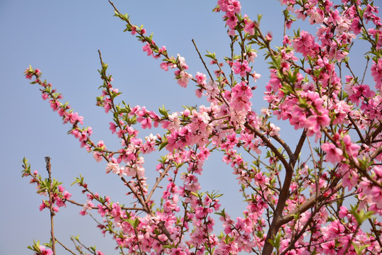 桃花枝