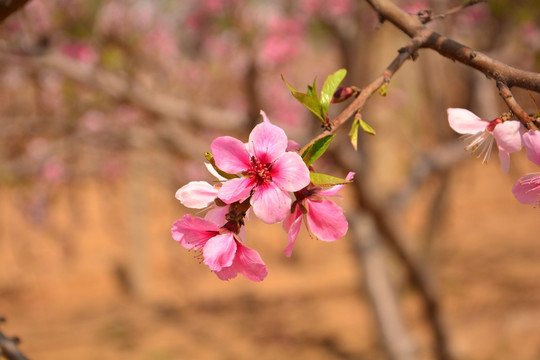 花卉