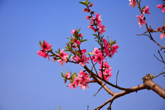 桃花枝