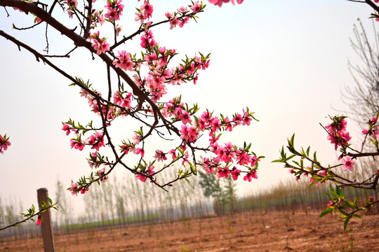 桃花枝