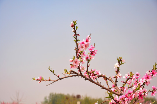 桃花枝