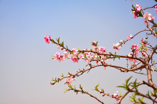 一枝花