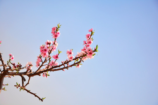 桃花枝