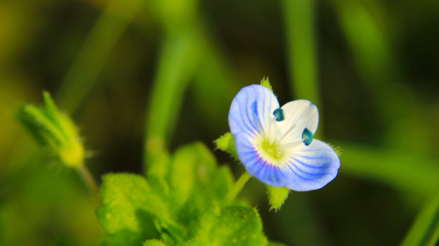 春天里的小花