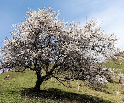 野杏树