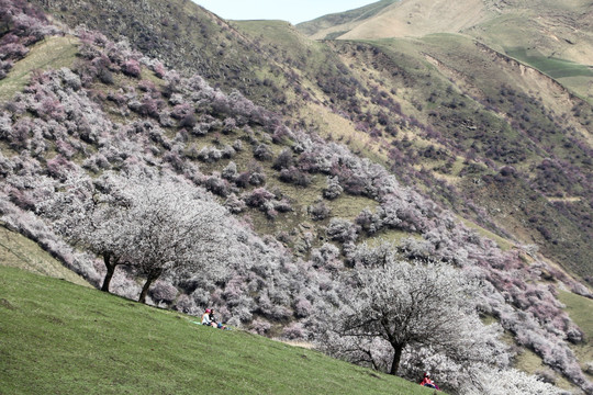 野杏林