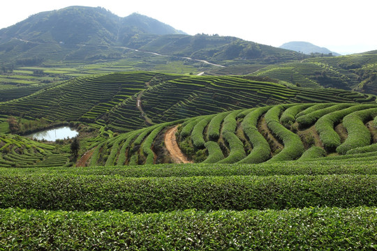 最美茶山