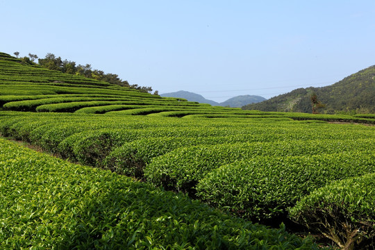 茶山