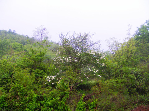 春天 那一片碧绿的山林