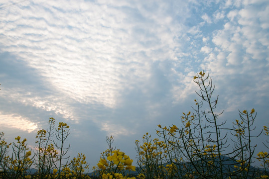 油菜花仰望天空