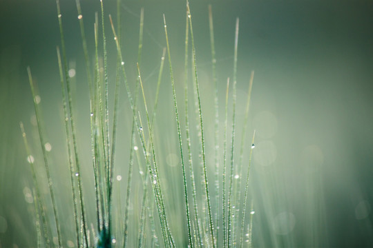 晨露麦芒