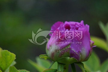 一枝牡丹花带雨