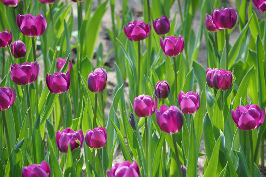 紫色郁金香花海