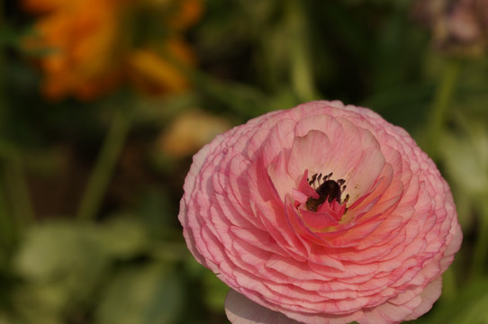 粉色毛花茛特写