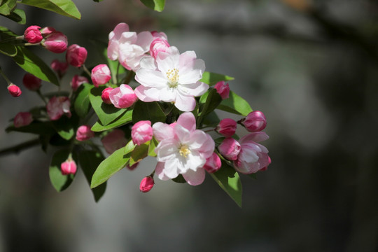 西府海棠 海棠花