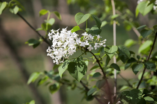 丁香花 白丁香