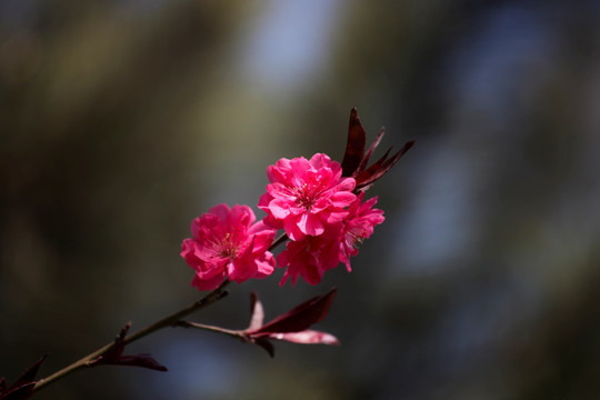 桃花 碧桃花