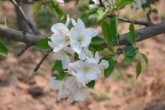 苹果花