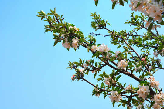 苹果枝