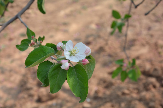 一枝花