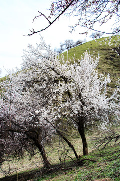 野杏林