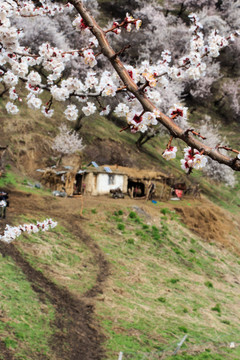 山里人家