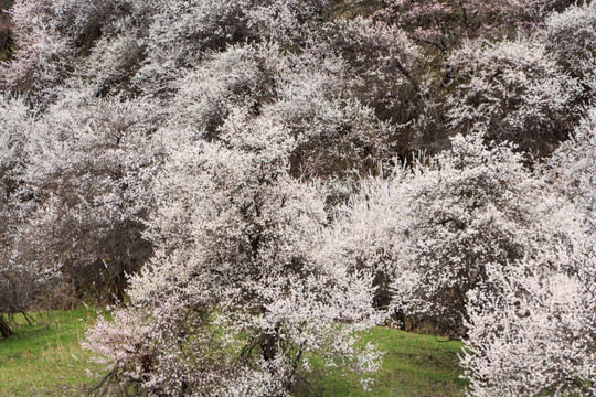 野杏林