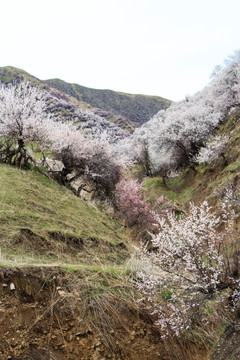 山野