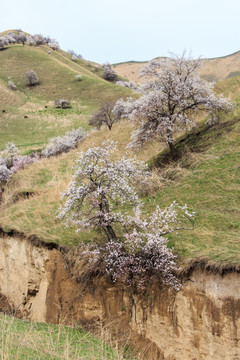 山野