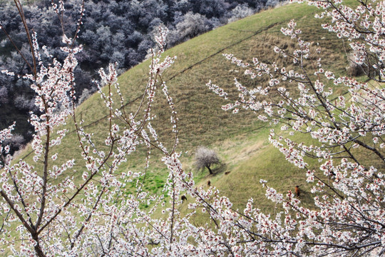 山花