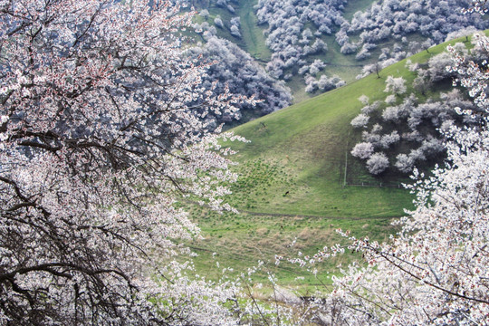 山花烂漫