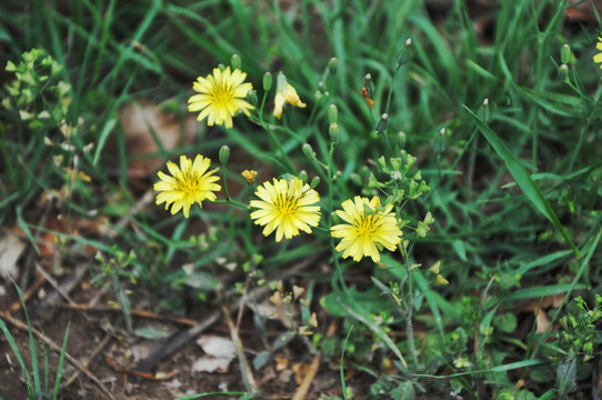 小花