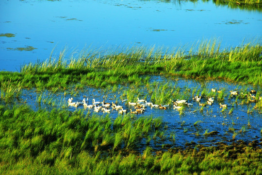 湿地 鸭子