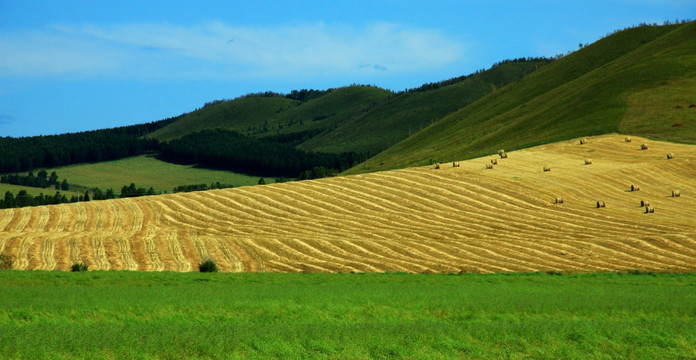 收割的田野