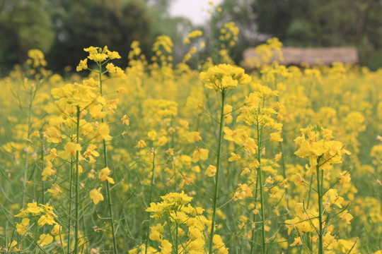 油菜花