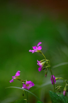 小花