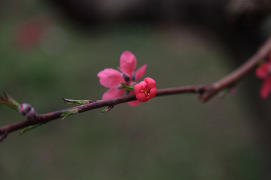 桃花