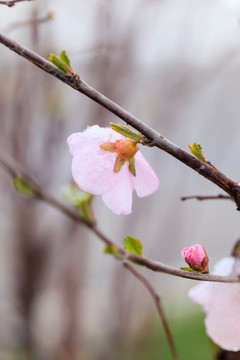 榆叶梅