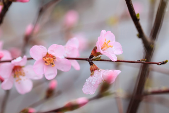 春花烂漫