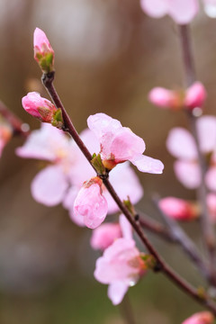 榆叶梅