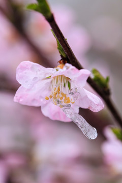 冰雪榆叶梅