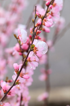 冰雪榆叶梅