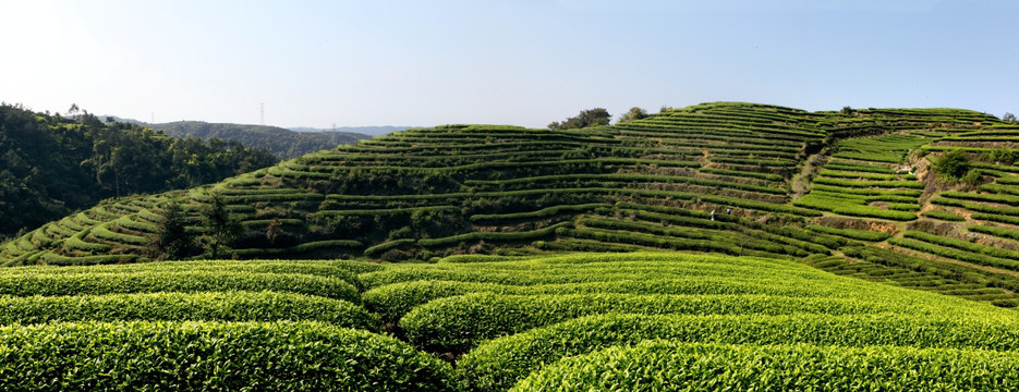 茶山（高清接片）