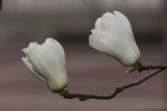 白玉兰花