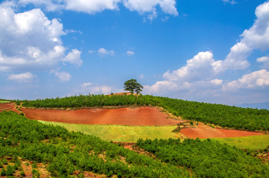 美丽的原野