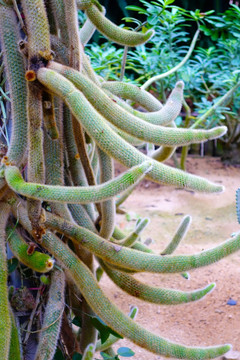 沙漠植物鼠尾掌