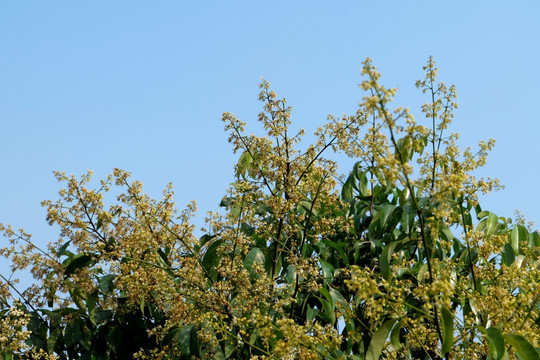 荔枝树 荔枝花