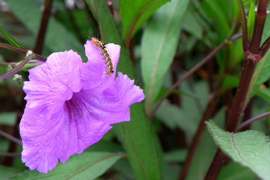 花朵上的毛毛虫