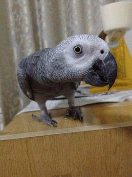 非洲 灰鹦鹉（非高清）
